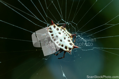 Image of Gasteracantha cancriformis (spinybacked orbweaver). Curu Wildlife Reserve, Costa Rica wildlife.