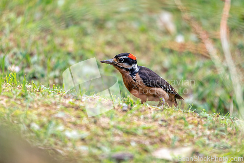 Image of Hairy woodpecker, Leuconotopicus villosus, San Gerardo Costa Rica