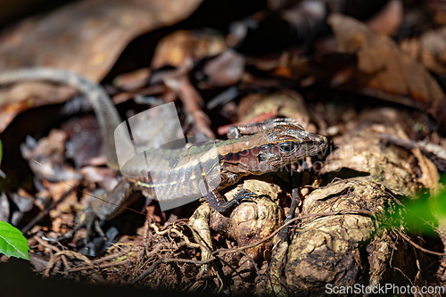 Image of Rainbow ameiva, (Holcosus undulatus). Lizard in the family Teiidae. Manuel Antonio National Park, Costa Rica wildlife.