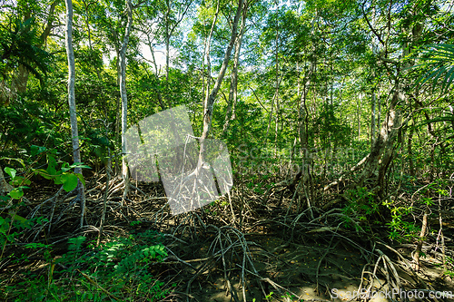 Image of Rainforest in Curu Wildlife Reserve, Costa Rica wildlife. Picturesque paradise tropical landscape.