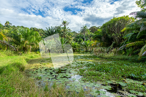 Image of Rainforest in Curu Wildlife Reserve, Costa Rica wildlife.