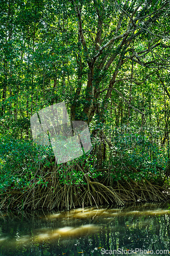 Image of Boat moving through the Rio Tenorio River, Tortuguero, Costa Rica