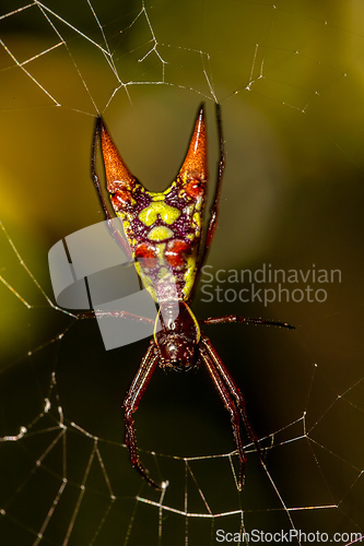 Image of Micrathena, spiny orb-weaver spiders. Curu Wildlife Reserve, Costa Rica wildlife.
