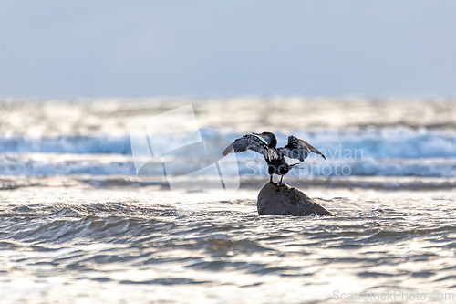 Image of Neotropic cormorant - Phalacrocorax brasilianus. Pacific Coast of Tarcoles in Carara, Wildlife and bird watching in Costa Rica.