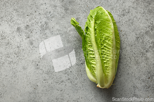 Image of fresh green lettuce