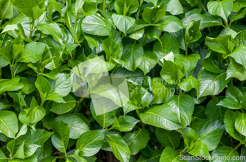 Image of Green leaves on a sunny day, background