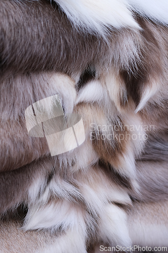 Image of Reindeer Fur