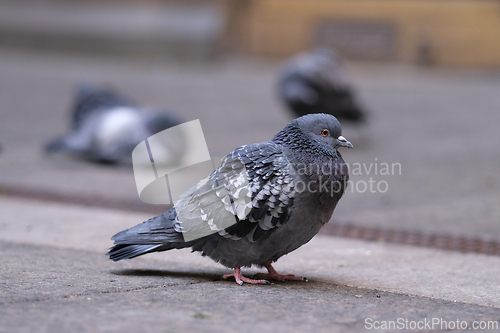 Image of Pidgeon