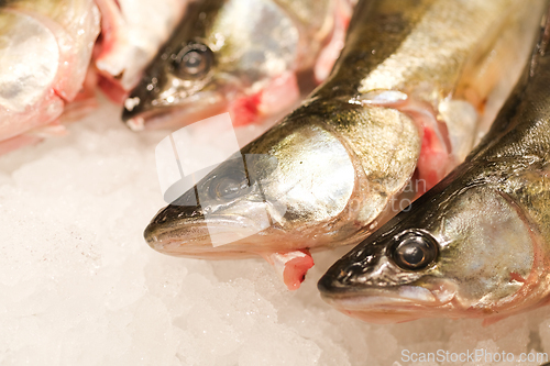 Image of Dead Fish on Ice