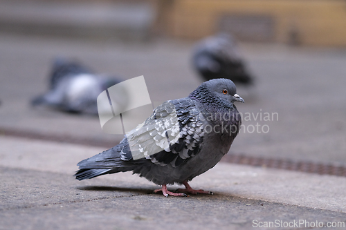 Image of Pidgeon