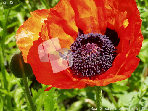 Image of red poppy