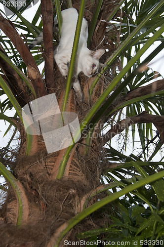 Image of Stuck up a tree