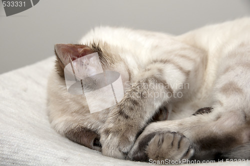 Image of Sleeping kitten