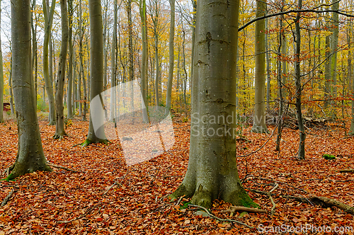 Image of Explore the tranquil beauty of a forest in autumn, where golden 