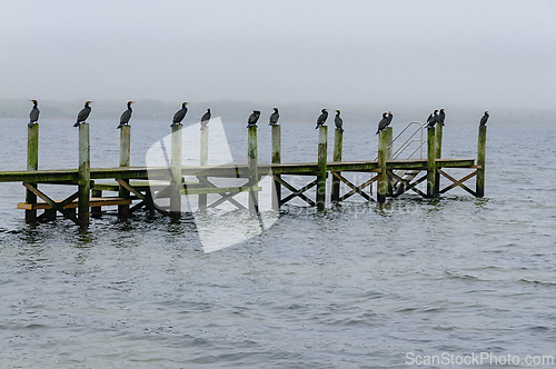 Image of Birds gather on a foggy pier while the calm waters reflect the s