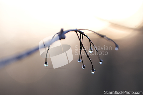Image of Water drops on a branch