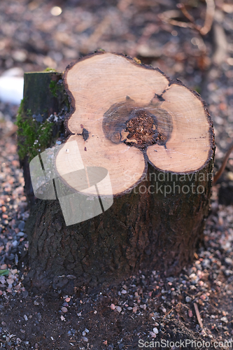 Image of Tree stump