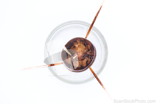 Image of Germination of an avocado