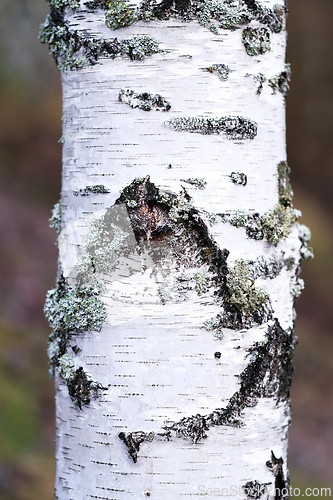 Image of Birch Tree
