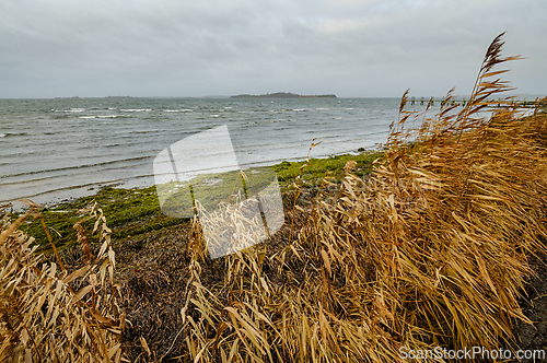 Image of Waves gently lap against the shore as autumn grasses sway in the