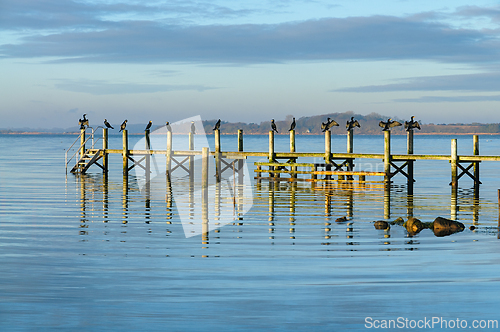 Image of Birds perched on wooden pier at dawn reflecting on calm waters i