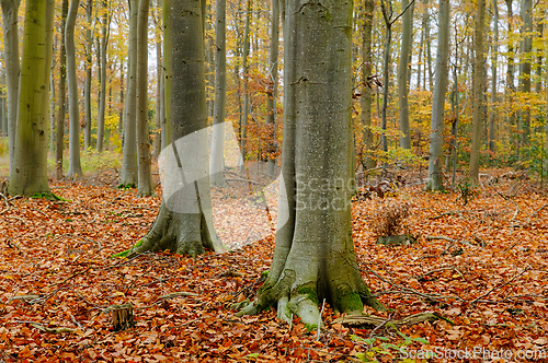 Image of Autumn tranquility envelops a Danish forest with golden leaves c
