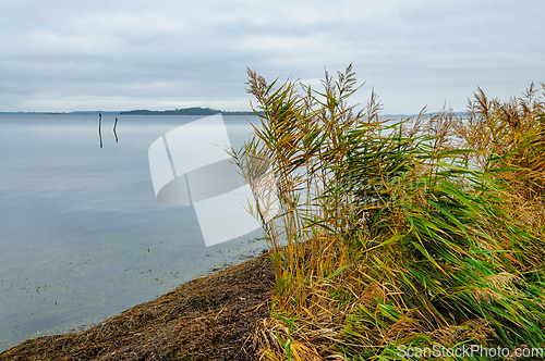 Image of Serenity of the tranquil seaside with gentle reeds swaying in th