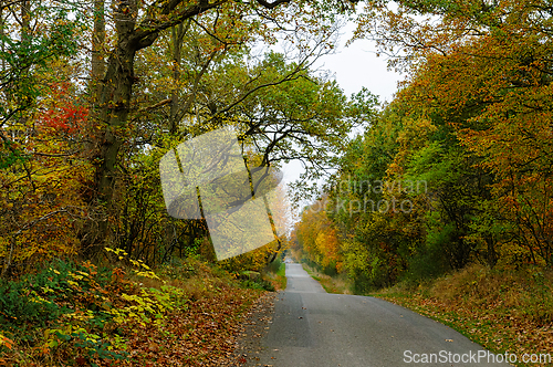 Image of Colors of autumn embrace a quiet country road winding through vi