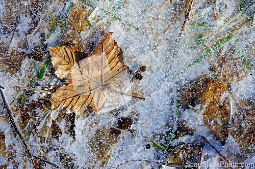 Image of Fallen autumn leaves resting on winter ice in stunning Norway la