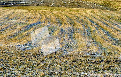 Image of Golden grass waves shimmer under the sun in a Norwegian landscap