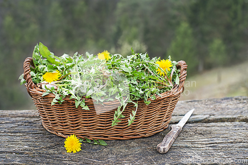 Image of Dandelion