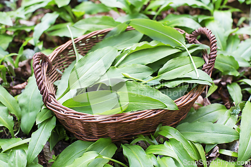 Image of Wild garlic ramson