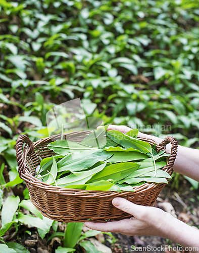 Image of Wild garlic