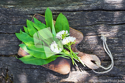 Image of Wild garlic ramson