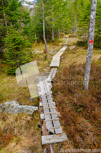Image of Scenic wooden pathway winding through lush green forest with div