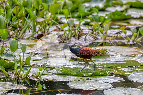 Image of Bird Northern Jacana, Jacana spinosa, Rio Curu. Wildlife and birdwatching in Costa Rica.