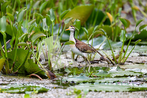 Image of Bird Northern Jacana juvenile, Jacana spinosa, Rio Curu. Wildlife and birdwatching in Costa Rica.