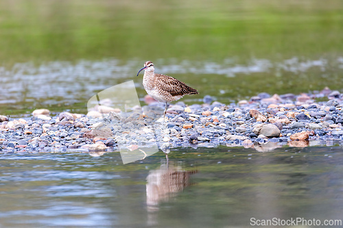 Image of Eurasian or Common whimbrel, Numenius phaeopus. River Tarcoles, Costa Rica.