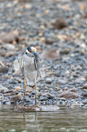 Image of Yellow-crowned night heron (Nyctanassa violacea), Rio Tarcoles, Costa Rica Wildlife