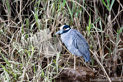 Image of Yellow-crowned night heron (Nyctanassa violacea), Rio Tarcoles, Costa Rica Wildlife