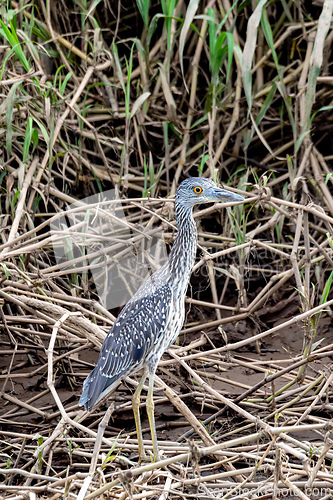 Image of Yellow-crowned night heron (Nyctanassa violacea), Rio Tarcoles, Costa Rica Wildlife