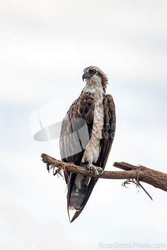 Image of Osprey flying above the River Tarcoles in Costa Rica