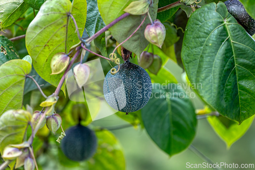 Image of Passiflora ligularis, commonly known as the sweet granadilla or grenadia.