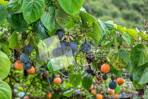 Image of Passiflora ligularis, commonly known as the sweet granadilla or grenadia.
