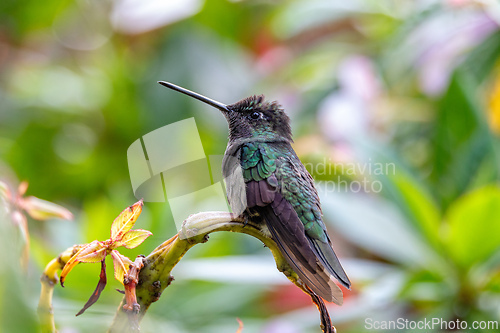 Image of Charming hummingbird (Polyerata decora). San Gerardo de Dota, Wildlife and birdwatching in Costa Rica.