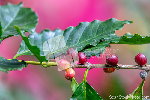 Image of Coffee cherries on the branch, Tarcoles, Costa Rica