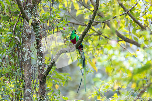Image of Resplendent quetzal (Pharomachrus mocinno), San Gerardo de Dota, Wildlife and bird watching in Costa Rica.