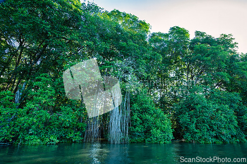 Image of Boat moving through the Tempisque River, Tortuguero, Costa Rica