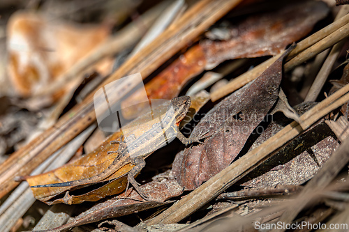 Image of Sceloporus squamosus, the Mexican spiny lizard or dwarf spiny lizard. Curu Wildlife Reserve, Costa Rica wildlife