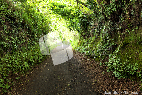 Image of Dirt road through dark forest
